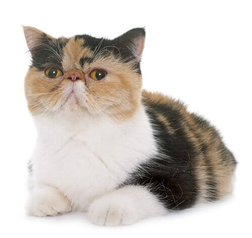 The exotic shorthair sales cat